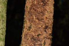 Fuscoporia ferrea