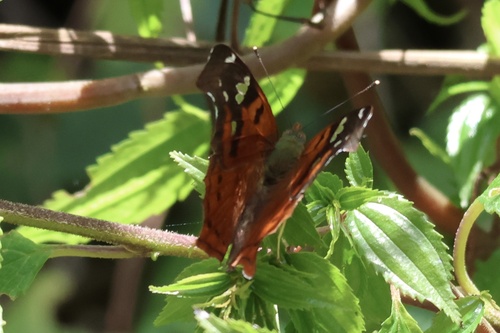 Hypanartia lindigii