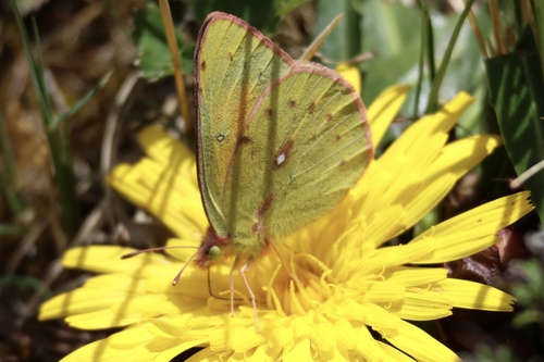 Lesbia Clouded Yellow