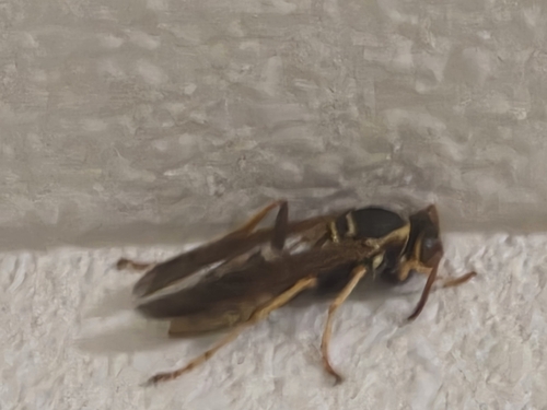 iNaturalist observation photo of Golden Paper Wasp