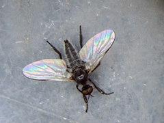Empis chioptera