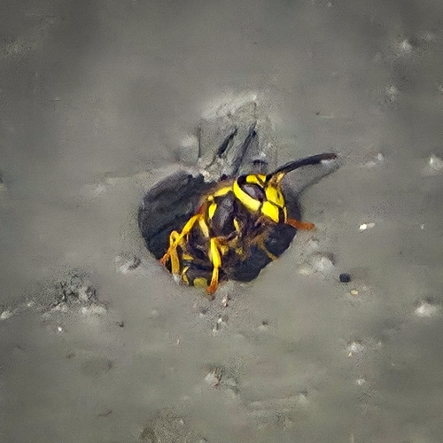 iNaturalist observation photo of Western Yellowjacket
