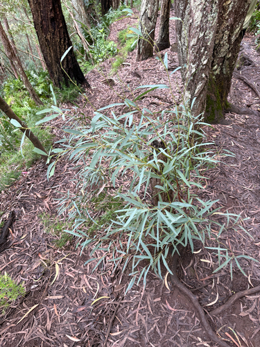 Acacia confusa, 2026-07-22