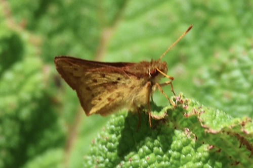 Zalomes cordillera