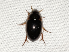 Tropisternus collaris viridis