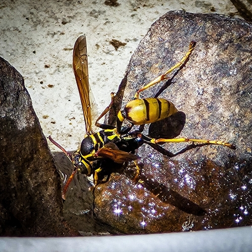 iNaturalist observation photo of Western Paper Wasp