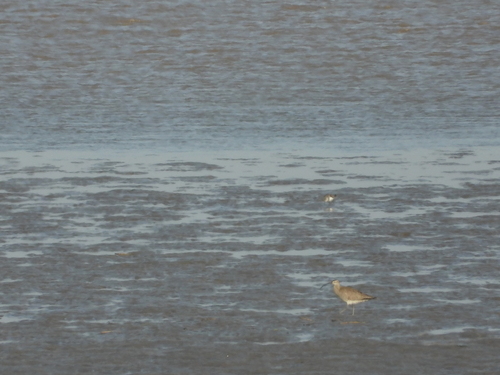 iNaturalist image