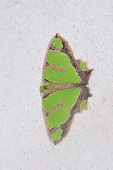 Agathia hilarata