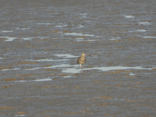 iNaturalist image