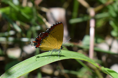 Heliophorus