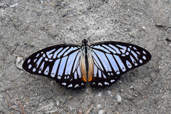 Graphium xenocles