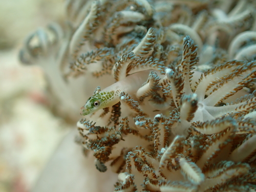Herre's pipefish (Siokunichthys herrei) — Syngnathidae — 2