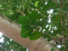Ficus altissima