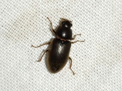 Pelonomus obscurus