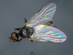 Empis chioptera