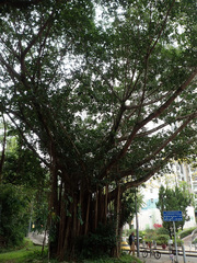 Ficus altissima