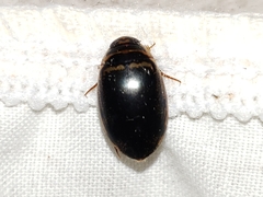 Thermonectus basillaris