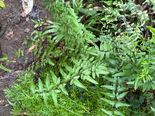 Cheilanthes viridis observed 2026-07-22
