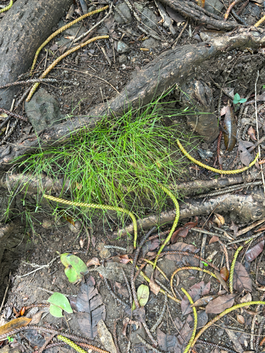 Cyperus gracilis observed 2026-07-22