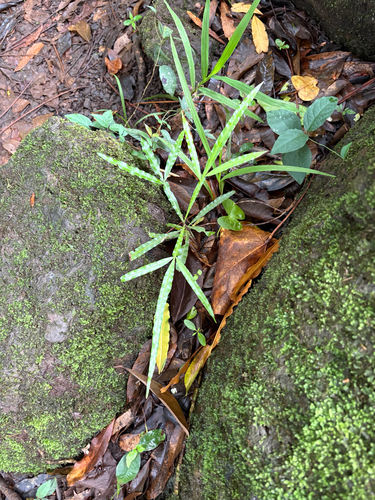 Filicium decipiens observed 2026-07-22