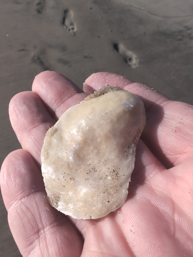 Anomia peruviana observed 2026-07-22