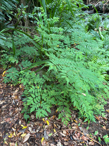 Koelreuteria elegans observed 2026-07-22