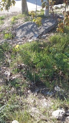 Takhtajaniantha crispa