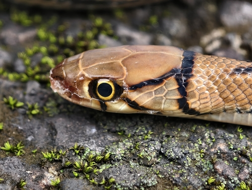 Copperhead Rat Snake