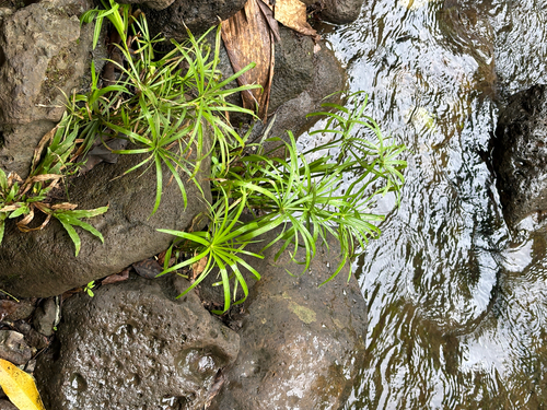 Cyperus alternifolius observed 2026-07-22