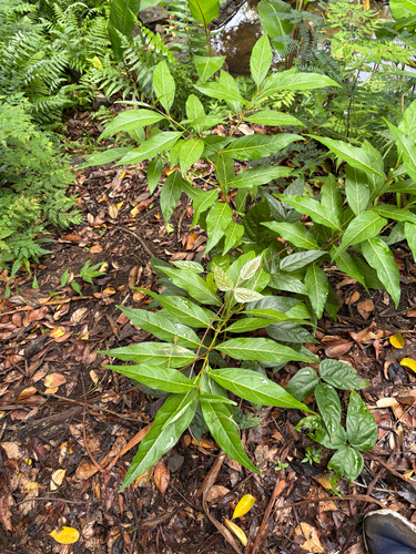 Citharexylum spinosum observed 2026-07-22
