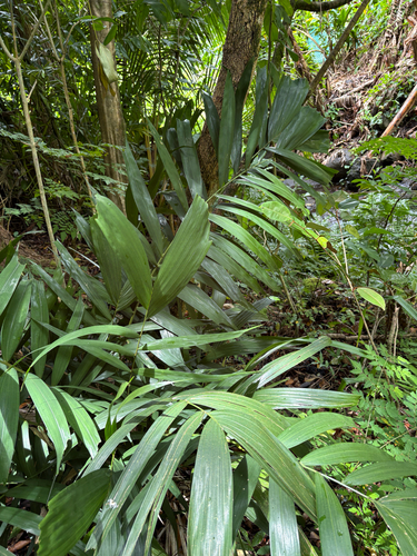 Ptychosperma propinquum observed 2026-07-22