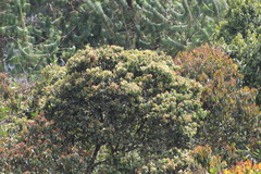 Myrcia popayanensis