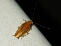 Chorisoneura texensis