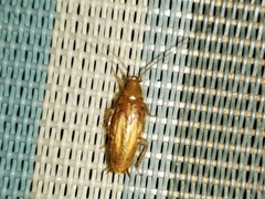 Chorisoneura texensis