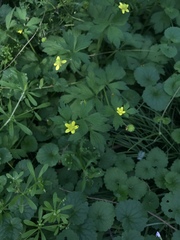Ranunculus sieboldii