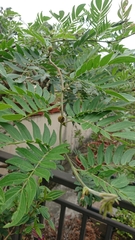 Calliandra tergemina