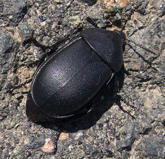 Ablattaria laevigata