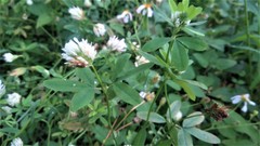 Trifolium alexandrinum