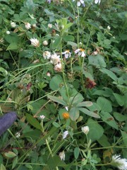 Trifolium alexandrinum