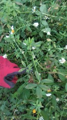 Trifolium alexandrinum