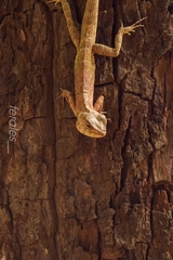 Calotes versicolor