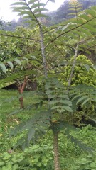 Zanthoxylum ailanthoides ailanthoides