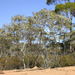 Square-fruited Mallee - Photo (c) Dean Nicolle, some rights reserved (CC BY-NC), uploaded by Dean Nicolle