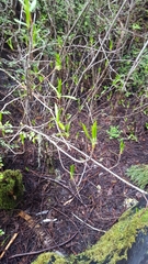 Rhododendron occidentale