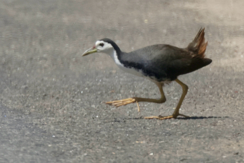 White-breasted Waterhen