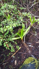 Rhododendron occidentale