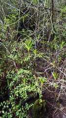 Rhododendron occidentale