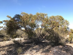 Eucalyptus virella