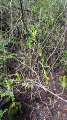 Rhododendron occidentale