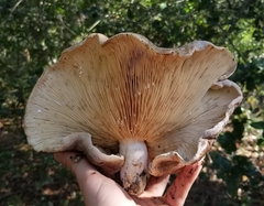 Lactarius argillaceifolius megacarpus